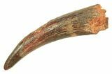 Fossil Pterosaur (Siroccopteryx) Tooth - Morocco #297060-1